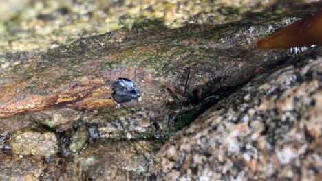 small crabs hiding between rocks