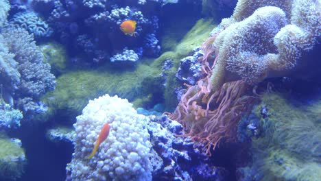 lubinas naranjas nadando entre plantas y criaturas de arrecife