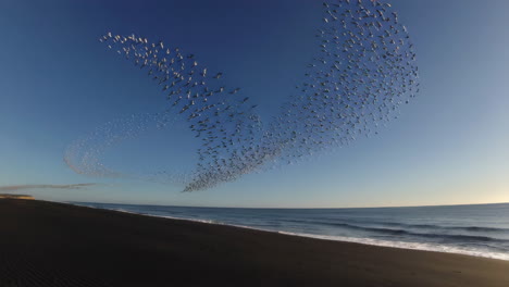 birds in flight over a black sand beach