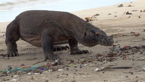 ein riesiger drache streift einen mit plastik verschmutzten sandstrand auf der insel komodo entlang