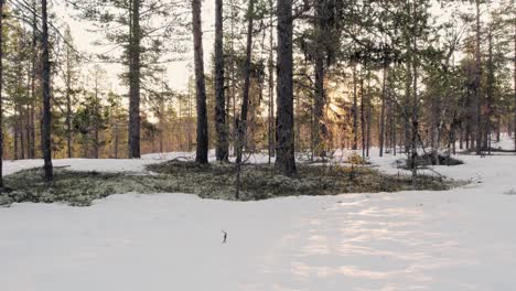 winter forest landscape in the ringebu mountains, norway