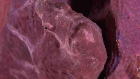 pez sapo rosado por la noche sobre una esponja rosa