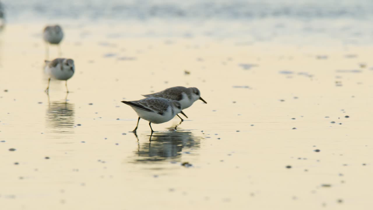 해가 지는 동안의 해안새