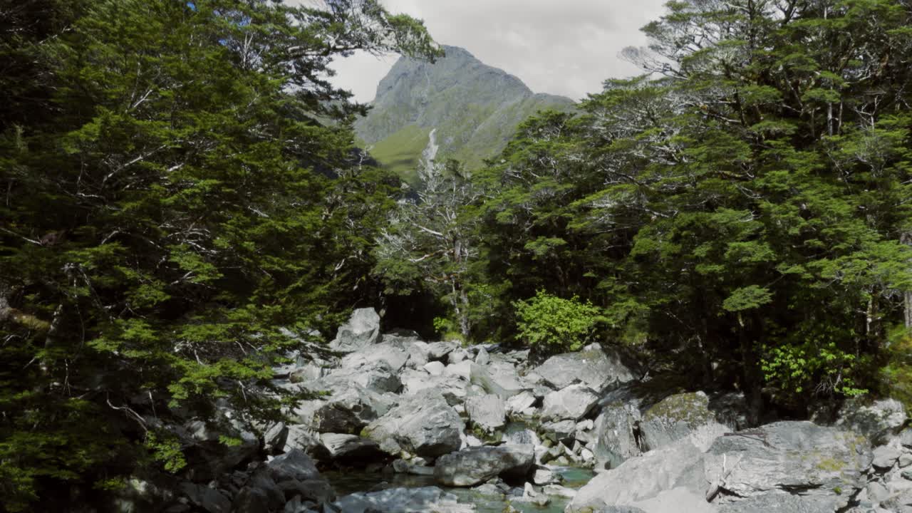 A Lushious Beech Forest and Boulders Carried by a River Stream on Routeburn Track in New Zealand