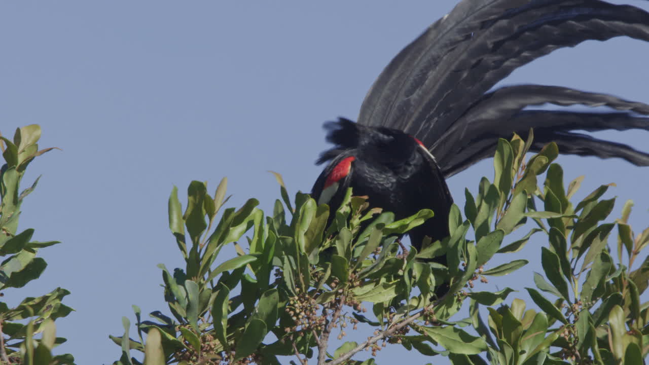 Veuve à longue queue lissant ses plumes au sommet d'un arbre sous un ciel bleu