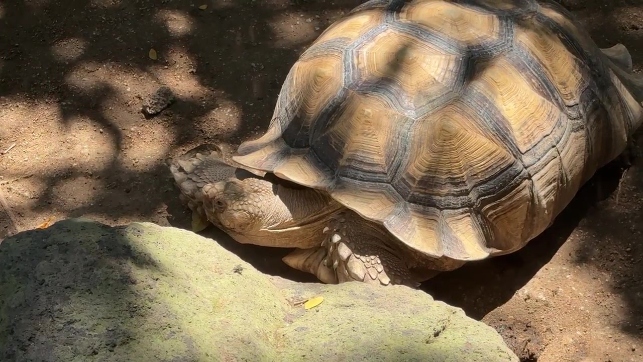 Large African Spurred Tortoise Resting in the Shade