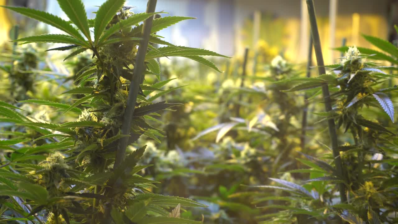 un primer plano de mano de cannabis en una brisa