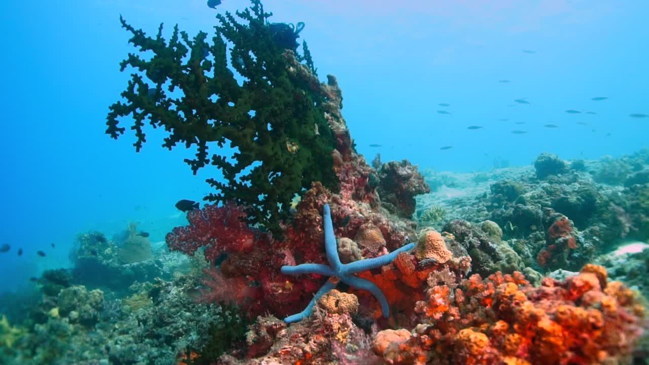 Blue starfish in coral reef shallows, underwater shot
