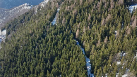 A-frozen-river-cutting-through-a-dense-pine-forest-in-the-mountains,-sunlight-filtering-through