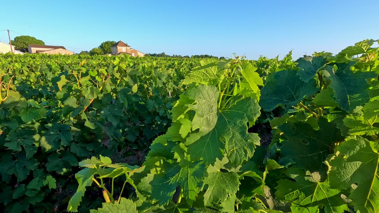 las hojas se balancean suavemente en la brisa del viñedo