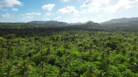 Plantage-Mit-Palmen-Auf-Der-Halbinsel-Samana