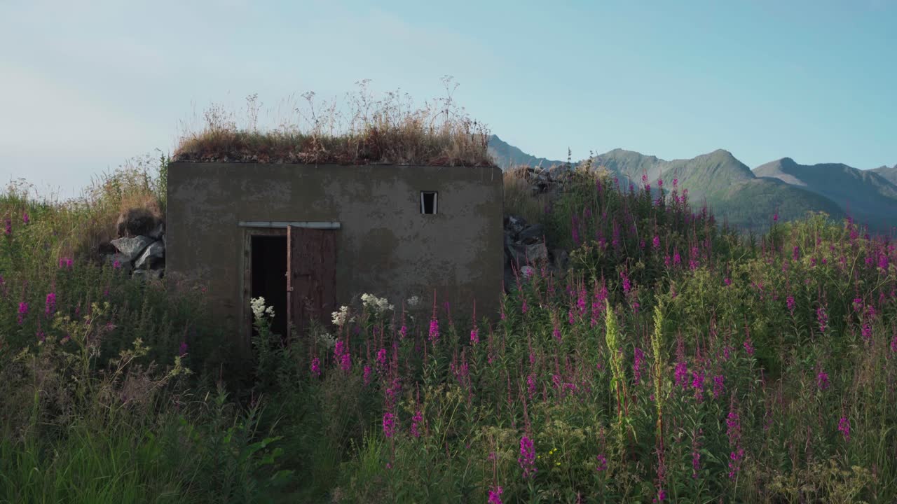 노르웨이 트롬스 오그 핀마크 카운티 의 세냐 섬 의 스크롤스비크 요새 의 꽃 과 녹지 의 멋진 풍경 - 가까운 모습