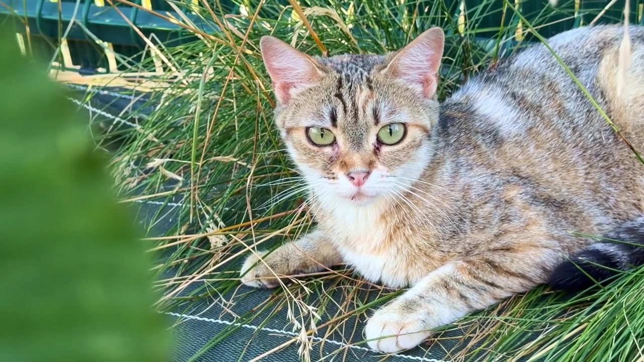 Gatto soriano domestico a pelo corto con occhi verdi riposa tra l'erba ornamentale, mostrando un'espressione attenta, un mantello striato dettagliato e una postura rilassata in un giardino, primo piano statico