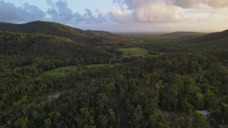 aerial view of dense trees in the forest at conway national park near cedar creek in qld, australia