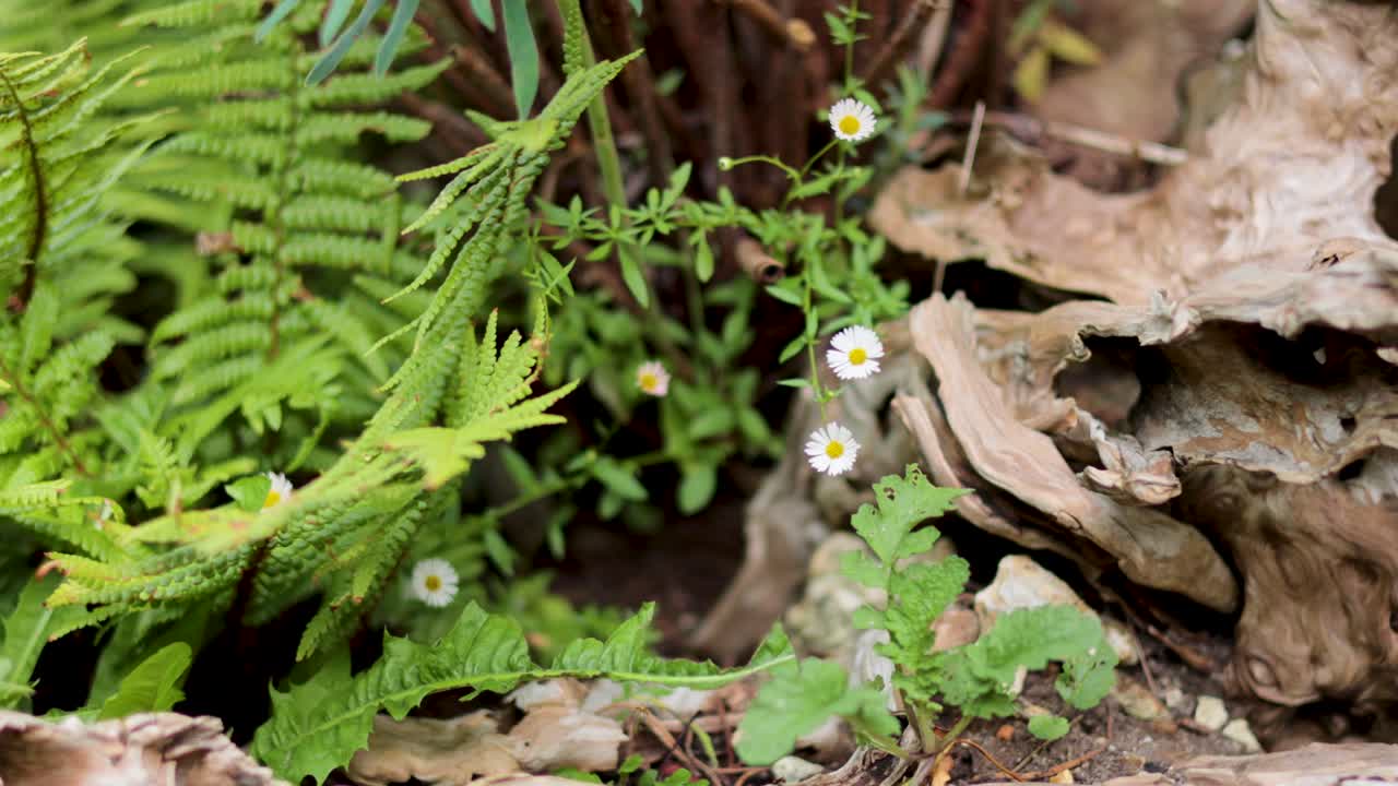 helechos y margaritas en medio de rocas y vegetación