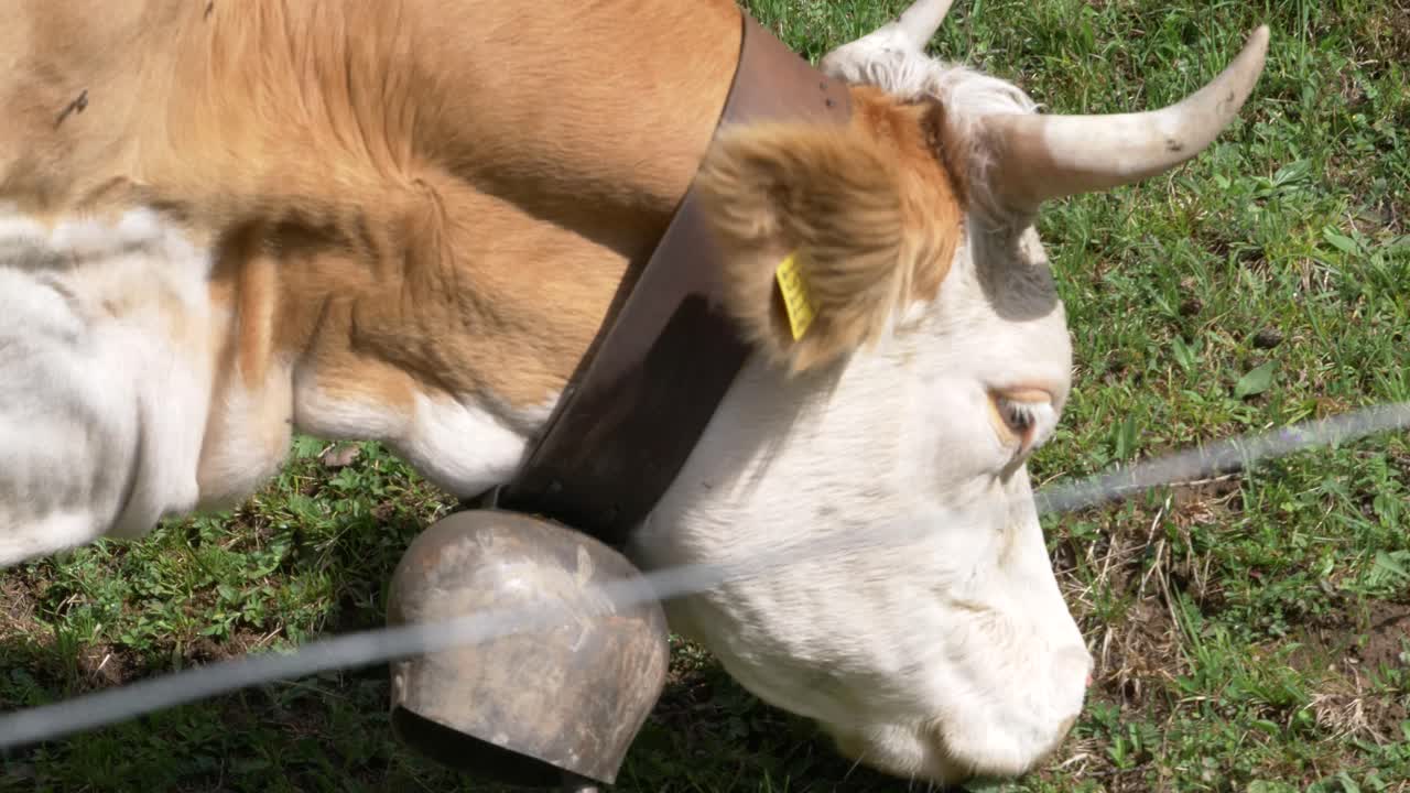 Mucca che mangia erba in un campo in Svizzera