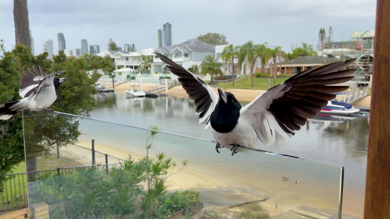 A pied butcherbird perches on a glass balcony railing before flying away over water.