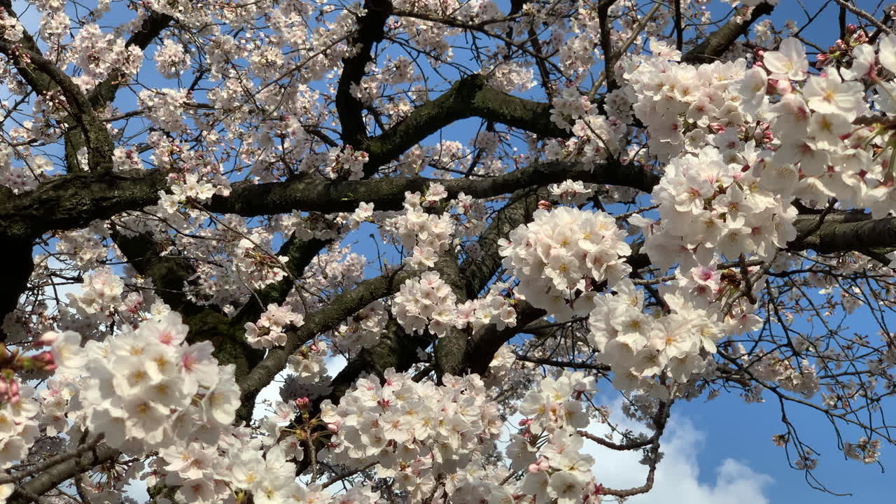 Un ciliegio ricoperto di fiori rosa nel Giardino Botanico di Koishikawa