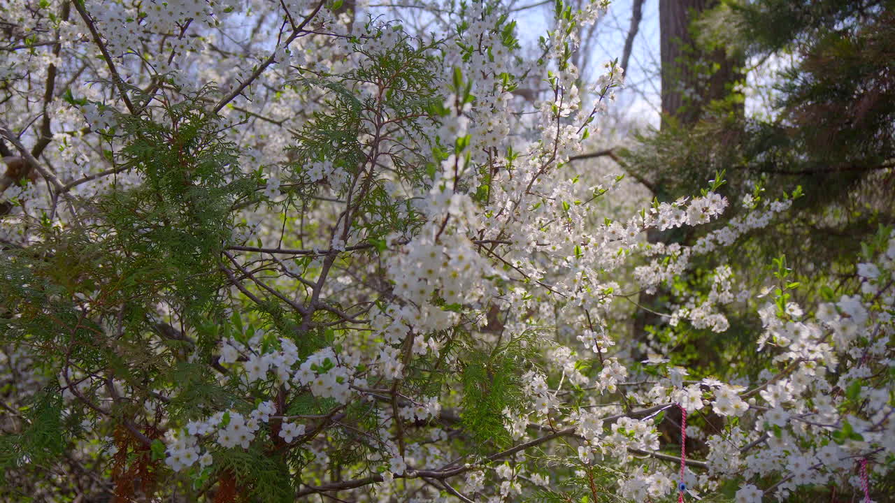 close-up of branches covered with flowering colors