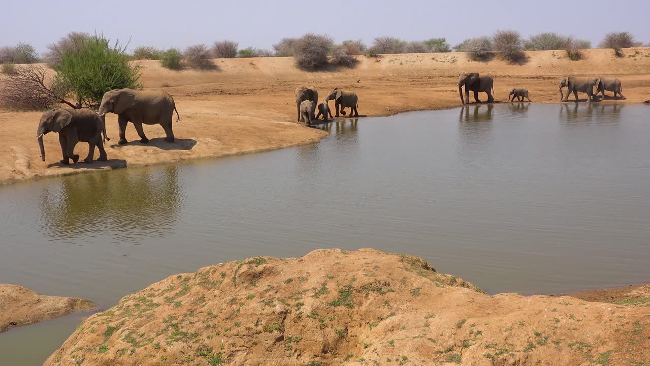 una gran manada de elefantes africanos sedientos y polvorientos llega a un abrevadero y bebe y juega en el parque erindi namibia 4