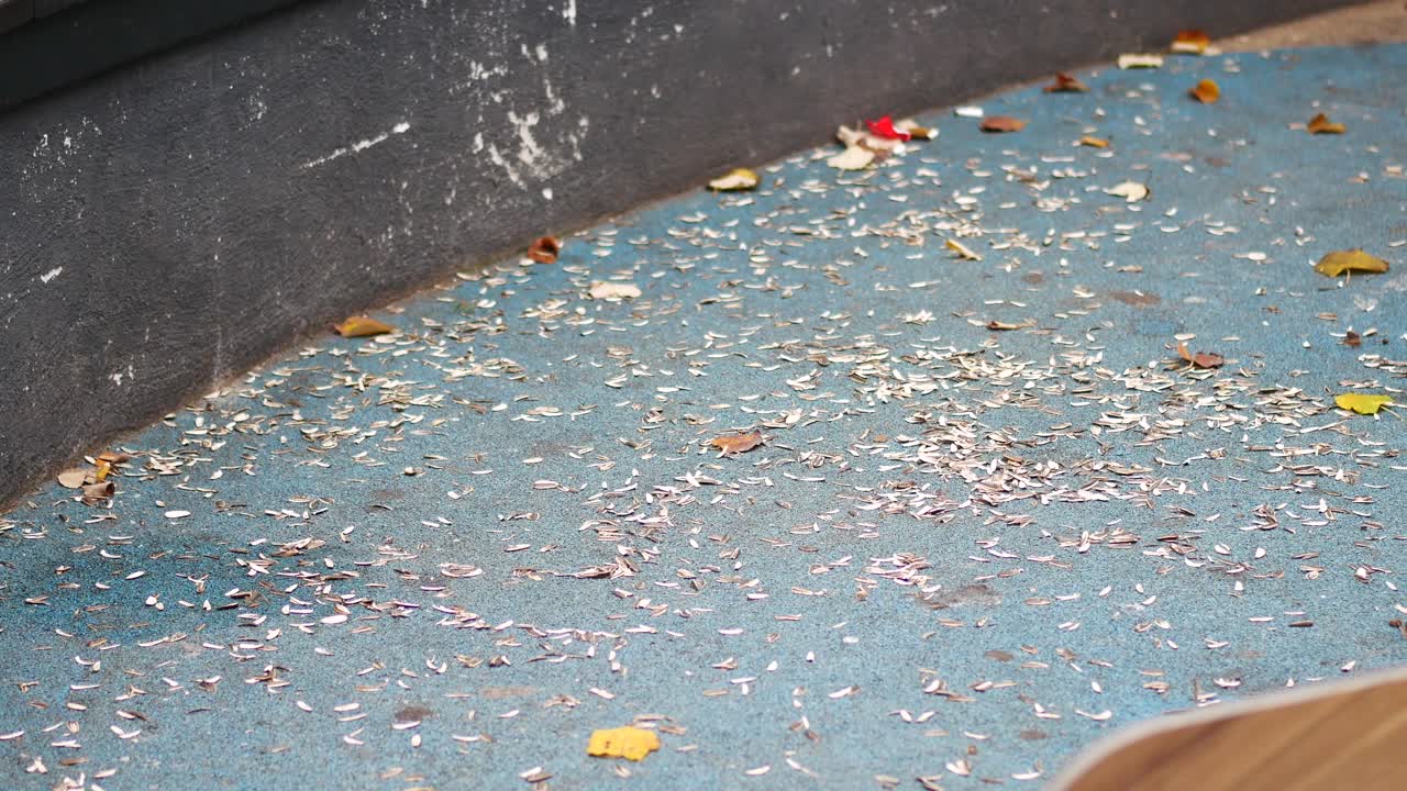 Playground with Sunflower Seeds and Fallen Leaves