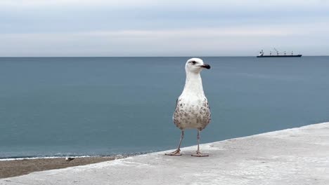 Close-up-of-seagull-next-to-the-sea