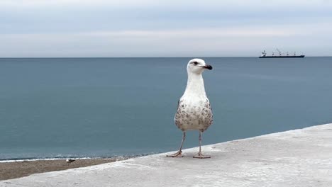 cerca de la gaviota junto al mar