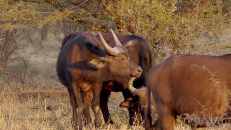 group of young african buffalos grazing at sunset in the savanna of the kruger national park, in south africa