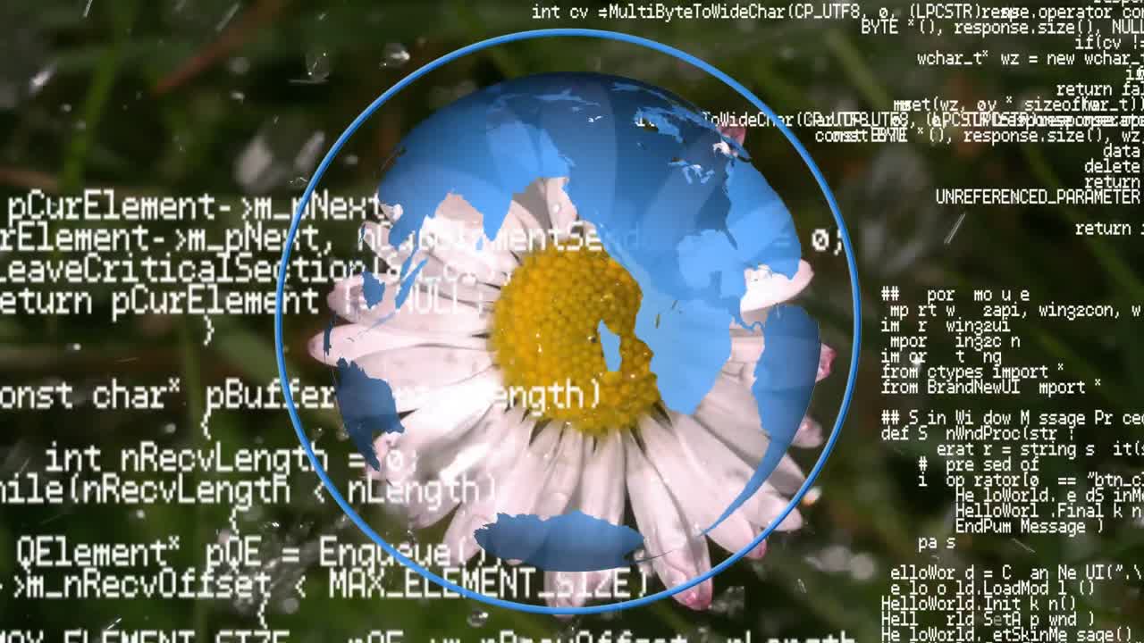 Common chickweed under the rain