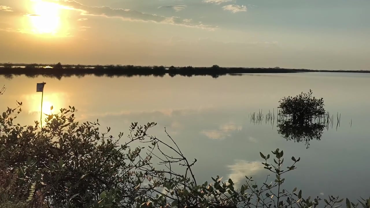Tramonto sereno su lago calmo con vegetazione di mangrovie
