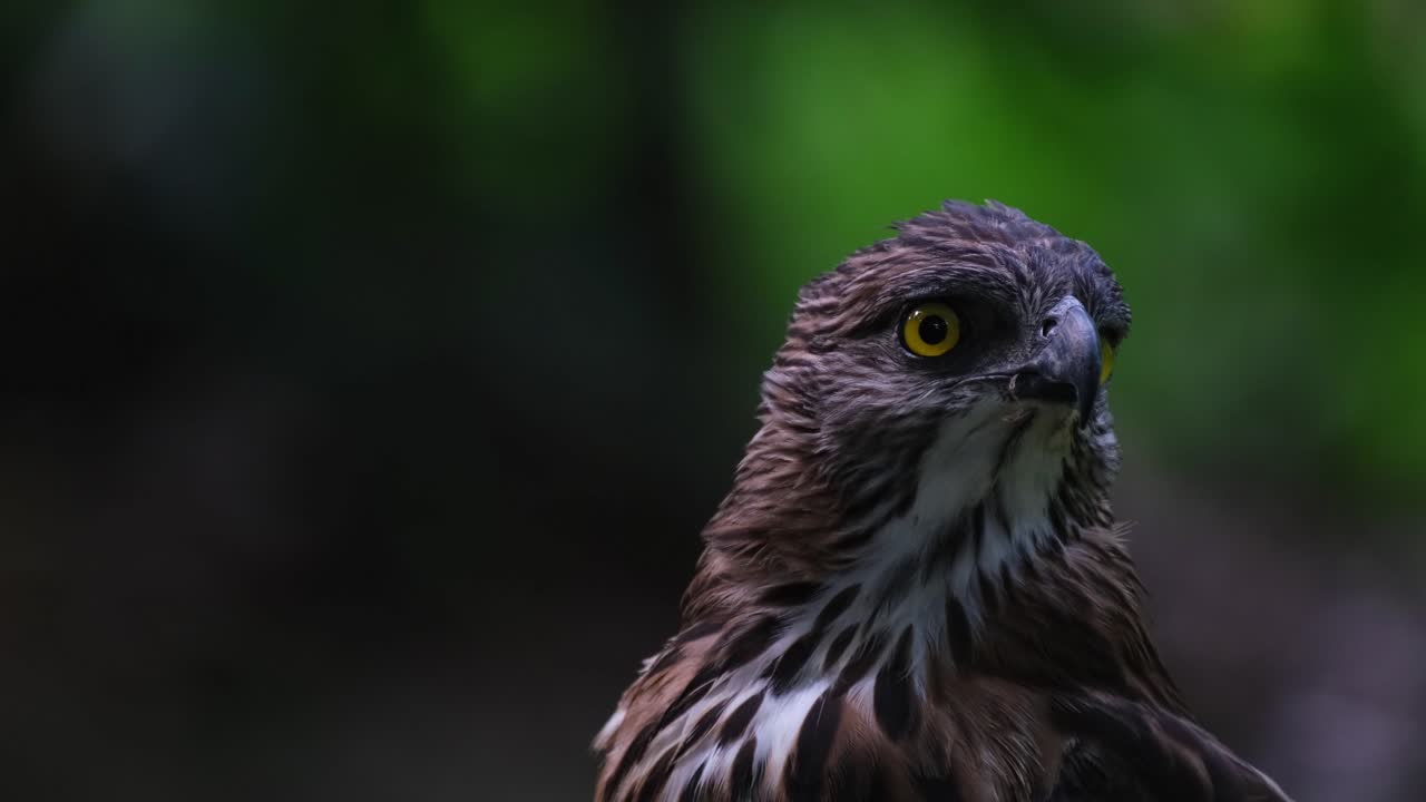 mirando hacia la derecha y girando la cabeza hacia la izquierda mientras la cámara se aleja, el águila halcón de pinsker nisaetus pinskeri, filipinas