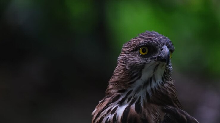 Looking to the right and turning its head towards the left while the camera zooms out, Pinsker's Hawk-eagle Nisaetus pinskeri, Philippines