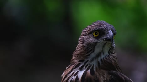 Mirando-Hacia-La-Derecha-Y-Girando-La-Cabeza-Hacia-La-Izquierda-Mientras-La-Cámara-Se-Aleja,-águila-Halcón-Pinsker-Nisaetus-Pinskeri,-Filipinas