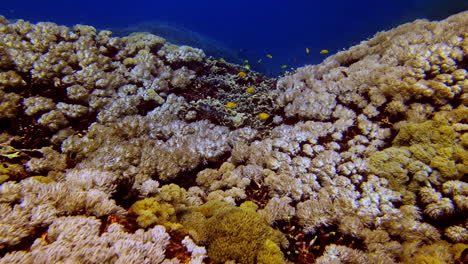 a stunning underwater landscape from a scuba dive in indonesia reveals a vast coral reef valley, with fields of soft white and yellow corals, and a single, elegant moorish idol fish swimming by.