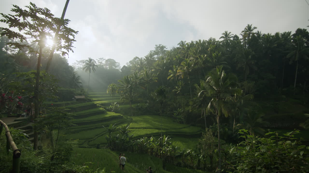 toma panorámica de drones de campos de arroz gigantes escondidos en la naturaleza entre grandes palmeras