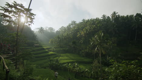 drone panning shot of giant rice fields hidding in the nature between large palm trees