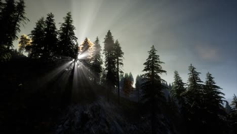 Sun-Beams-through-Trees