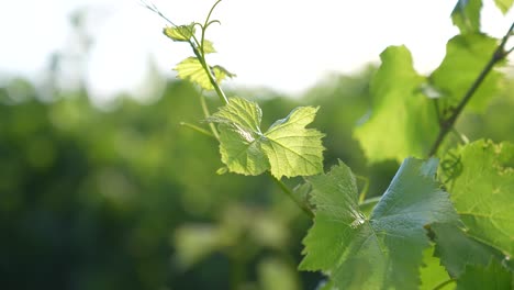 Primer-Plano-Medio-De-Hojas-De-Arce-Verdes-Meciéndose-Suavemente-Con-La-Brisa