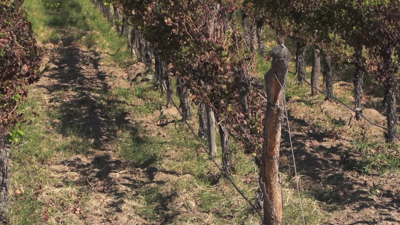 plantación de uvas torrontés para vinos blancos de alta altitud en cafayate