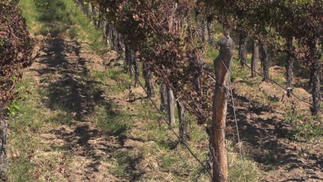 torrontés grape plantation for high-altitude white wines in cafayate