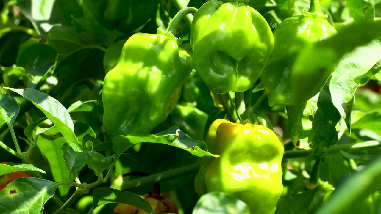 This is a static video of unripe Habanero Peppers in a garden