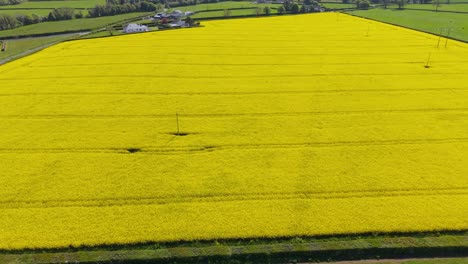 blooming rapeseed field of county meath in ireland - drone shot