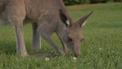 canguro gris oriental comiendo una hierba verde fresca - santuario de animales - costa dorada, qld, australia