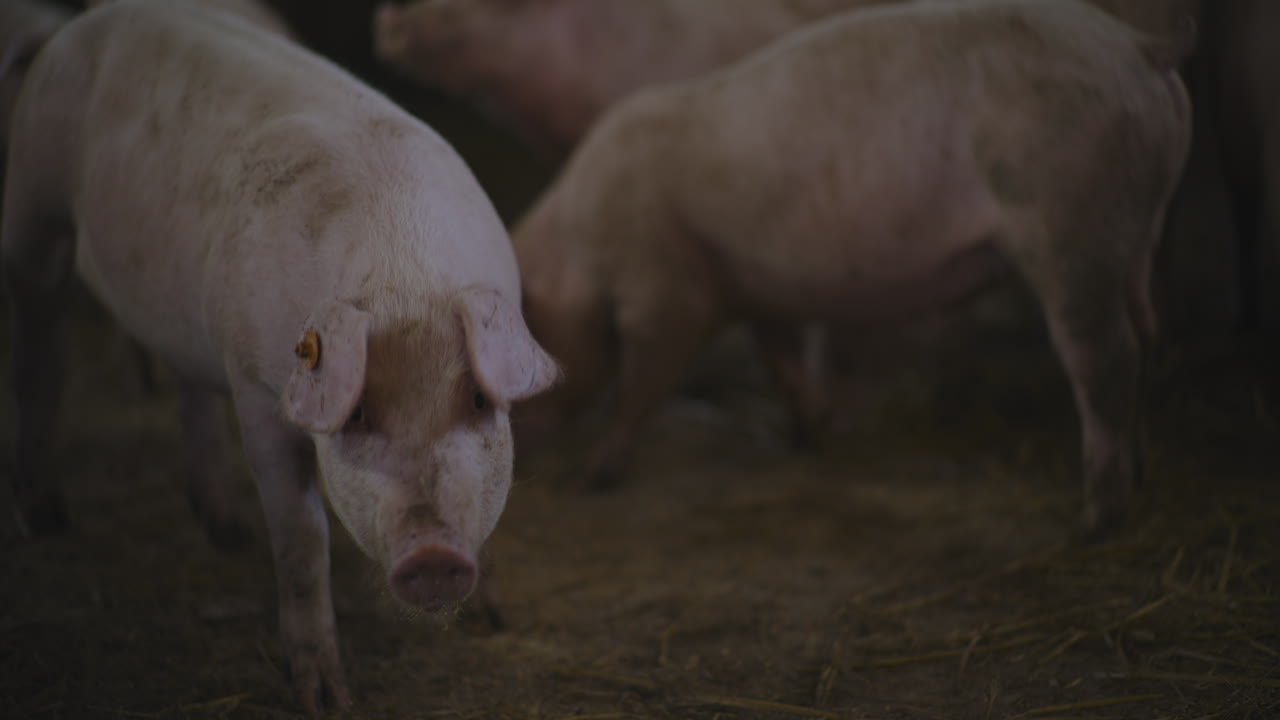 창고 에 있는 돼지 들