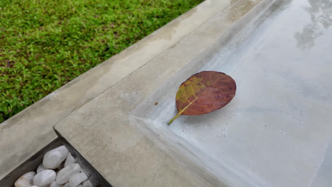 Autumn fall season dark brown leaf up-close plant nature veins leaves