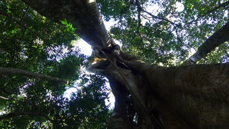 tracking shot along a giant tree in the jungle