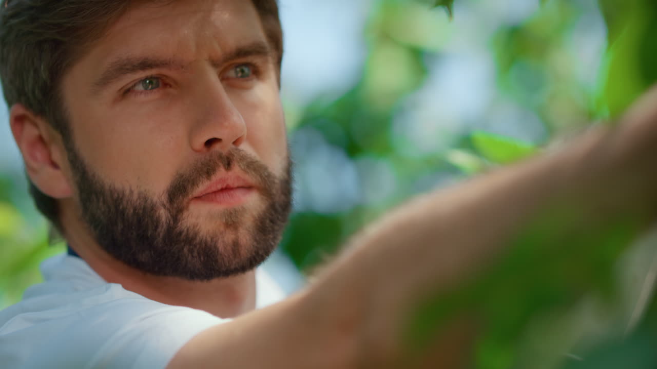 남자 농부 의 초상화 가  ⁇ 빛 이 있는 농장 에서 신선 한  ⁇ 은 체리 가지 를 수집 하고 있다