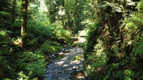 Nature-magical-forest,-light-through-tree-canopy,-Gwaii-Haanas-National-Park