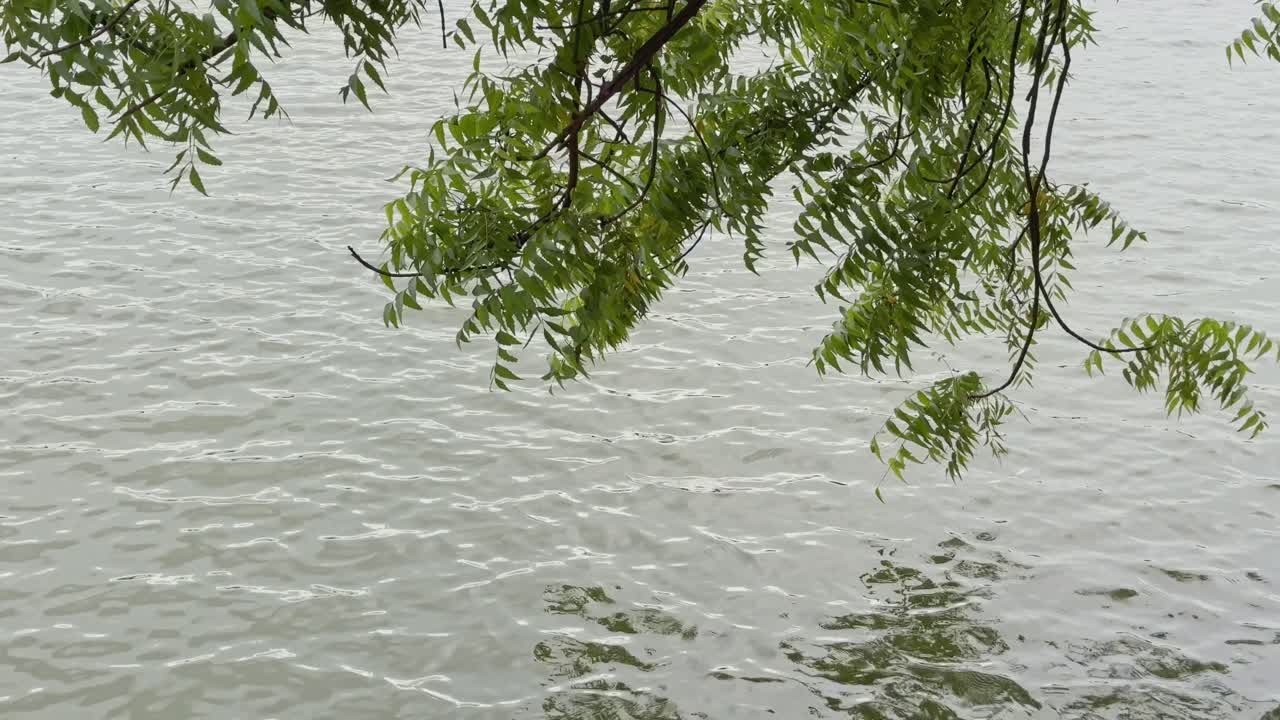Static shot of neem tree branches extending over a calm lake. Gentle ripples move across the water surface as the fresh green leaves sway slightly, creating a serene natural atmosphere