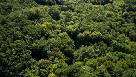 top down aerial ascending over the green forest in the yellowing leaf stage - beautiful natural view in the bosom of nature